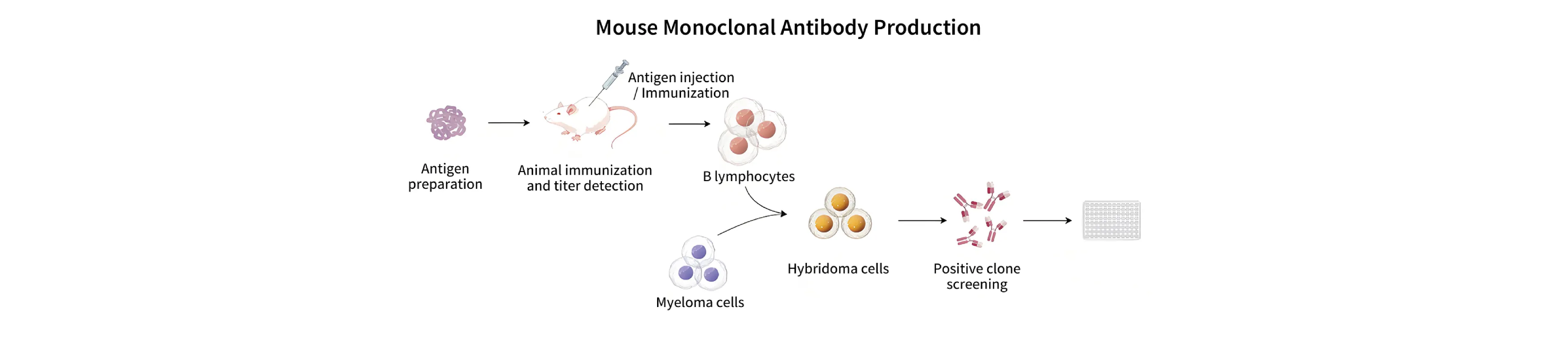 Mouse Antibody Preparation